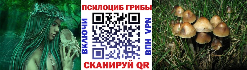 как найти закладки  Курильск  Псилоцибиновые грибы Psilocybine cubensis 